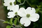 Selection and Care of Dogwoods - Alabama Cooperative Extension System