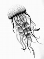 Jellyfish Sketch at PaintingValley.com | Explore collection of ...