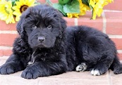 Newfoundland puppy puppies dogs for sale – Artofit