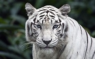 White Tiger wallpapers, Animal, HQ White Tiger pictures | 4K Wallpapers ...