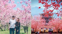 以為在日本！中部17處粉紅櫻花炸滿天景點 - 娛樂 - 中時新聞網