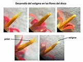 Desarrollo del estigma en las flores ‘‘disc’’ en Gerbera hybrida ...