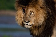 Scarface, one of the most famous lions in the world, dies | What's Goin ...