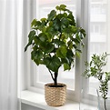 FEJKA Planta artificial em vaso, 15 cm - IKEA