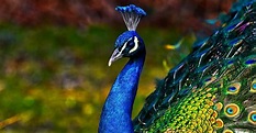 Peacock Pictures - AZ Animals