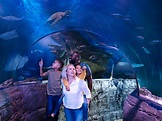 SEA LIFE London Aquarium Admission Ticket | AttractionTickets.com