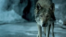 Alpha 2018 Movie Wolf 4K #18322