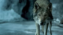 Alpha 2018 Movie Wolf 4K #18322