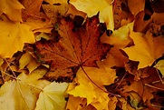 Close-Up Photo of Dry Maple Leaves · Free Stock Photo