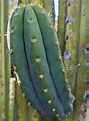 How to Identify San Pedro Cactus (Echinopsis Pachanoi) — Cactus Culture ...