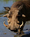 African Wildlife: Warthog Facts