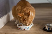 Best Cat Food Wet : Best Wet Cat Food Reviews 2021 - Our Top 5 Picks ...