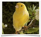 Wild Canary Bird - unique rare bird