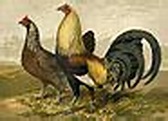 Wikipedia:WikiProject Birds/Poultry task force - Wikipedia
