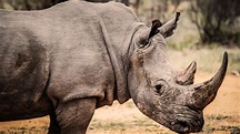 Watch Mkomazi: Return of the Rhino | Prime Video