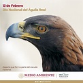Águila Real, especie emblemática de México. (2022)
