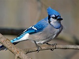 Wild life: Blue jay images | wild birds