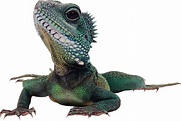 Lizard PNG transparent image download, size: 1802x1212px