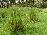 Vetiver Grass | Graduate Farmer