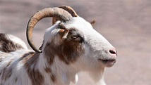 Top 8 Goat Breeds with Horns - The Happy Chicken Coop