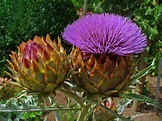 Artichoke Leaf Extract | Artichoke Supplement