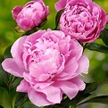 Alexander Fleming Peony For Sale Online | The Tree Center