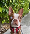 Everything You Should Know About the Red Boston Terrier