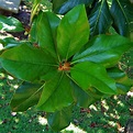 Magnolia grandiflora – Maipue