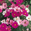 Cosmos Dwarf Sonata Mixed Plants from Mr Fothergill's Seeds and Plants