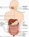 Overview of the Digestive System · Anatomy and Physiology