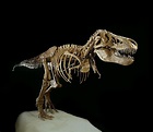Tyrannosaurus Rex Skeleton posters & prints by Corbis