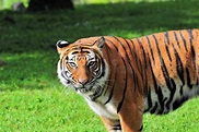 Tigre Fêmea No Jardim Zoológico Foto de Stock - Imagem de olho, cativo ...
