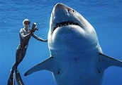 Divers Gets Close To Massive Shark 'Deep Blue' [VIDEO]