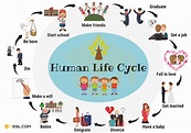 Human Life Cycle: Useful Stages of Life with Pictures • 7ESL