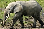 African Forest Elephant - Facts, Diet, Behavior, Lifestyle, Pictures ...