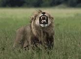 Roaring Lion GIF - SavageKingdom Lion Wtf - Discover & Share GIFs