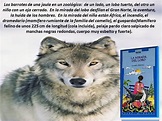 El Libro "La Mirada del Lobo" del autor Daniel Pennac está disponible ...