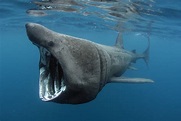 El tiburón peregrino que irrumpió en Australia