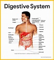 Digestive System Anatomy and Physiology - Nurseslabs