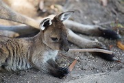 Baby kangaroo : r/aww