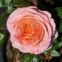 Golden Wedding ROSE | Trevor White Roses | Roses Direct From Grower