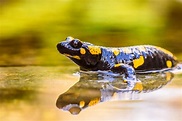 La salamandre, un amphibien utile à la biodiversité