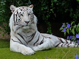 Tigre blanco: cómo es, dónde vive, alimentación y reproducción ...