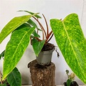 philodendron painted lady: an easy to grow care guide - Guy About Home