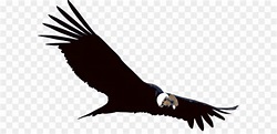 Oiseau, Le Condor Des Andes, Condor PNG - Oiseau, Le Condor Des Andes ...