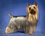 Silky terrier | Toy-sized, Hypoallergenic, Companion | Britannica