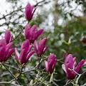 Descobrir 48 image magnolia roxa - Abzlocal.com.pt