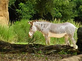 Grevy's Zebra (Equus grevyi) at Disney's Animal Kingdom Park - ZooChat