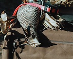 Prairie Chicken Hunting - A Do It Yourself Bird Hunting Guide