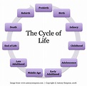 The Cycle of Life | Antony Simpson's Blog